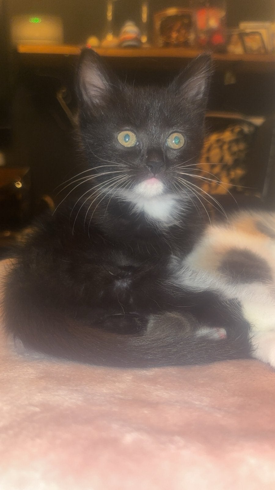 Maine coon mix  …, Dieren en Toebehoren, Meerdere dieren