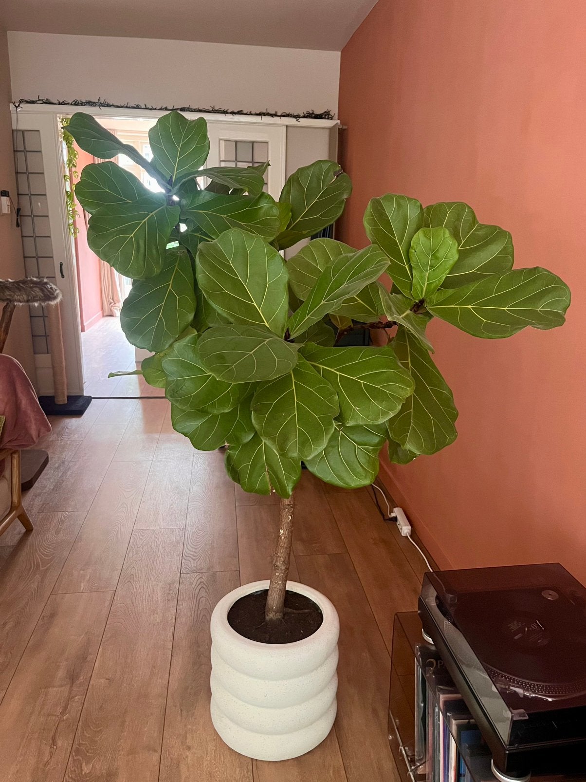 Ficus Lyrata (vioolbladplant) vertakt, Huis en Inrichting, Kamerplanten, Ophalen, Ficus, 100 tot 150 cm, Halfschaduw