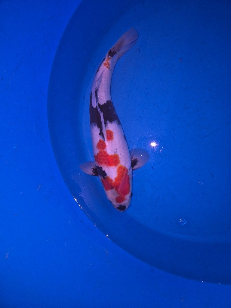 Mooie showa, Dieren en Toebehoren, Karper of Koi