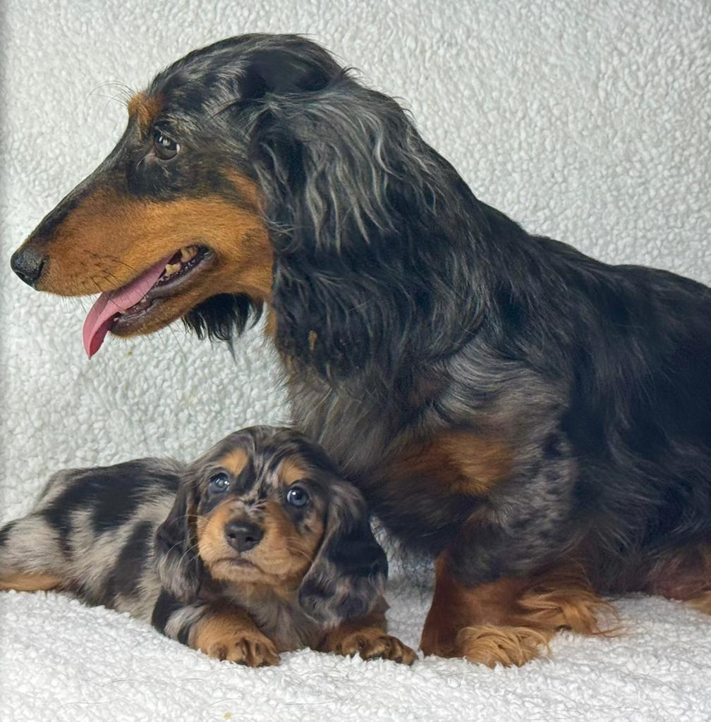 langhaar  teckel pup black merle reu 2000€, Nederland, Parvo, 8 tot 15 weken, Dwerg
