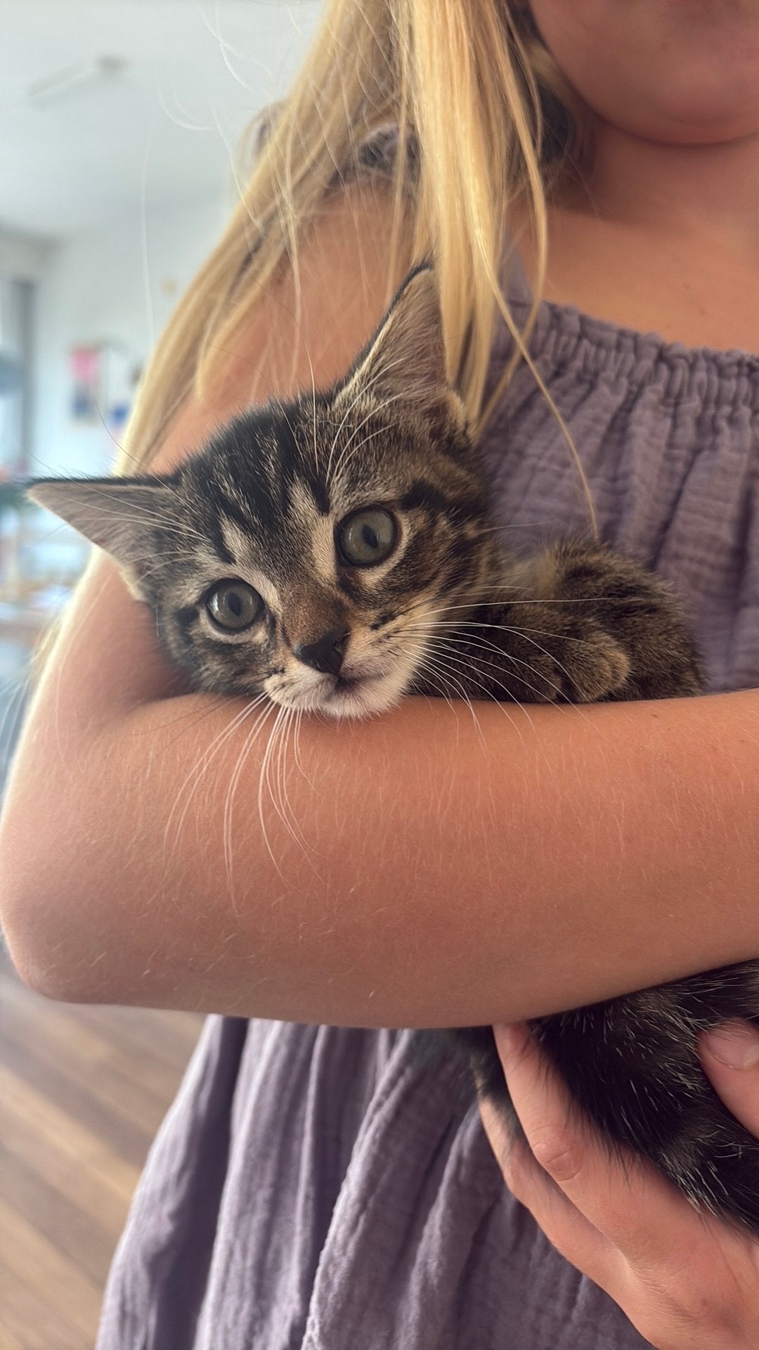 Kittens, geboren 20 juni 2026, Meerdere dieren, Kortharig, 0 tot 2 jaar