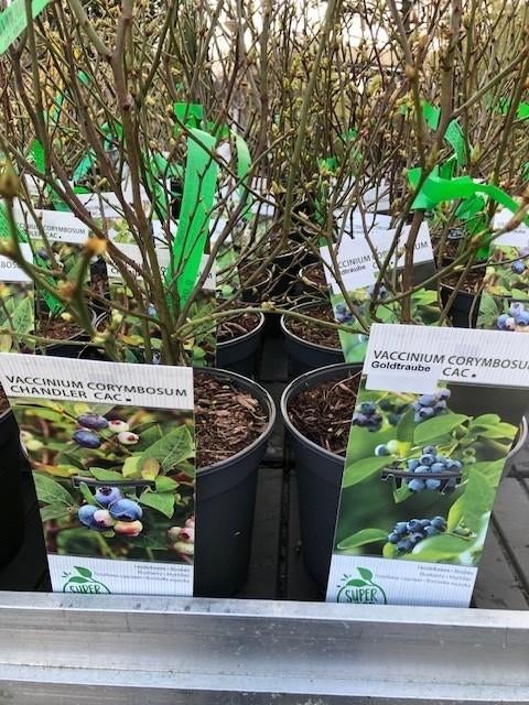 Blauwe Bes, Vaccinium corymbosum, in vele soorten € 9,95, Volle zon, Vaste plant, Ophalen of Verzenden, Fruitplanten