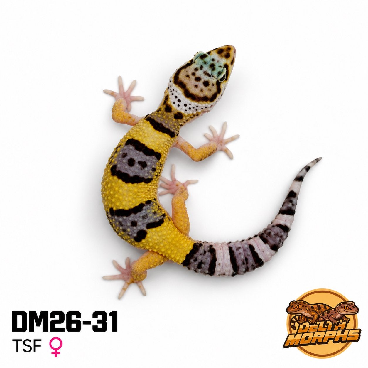 Luipaardgekko’s te koop | Diverse kleuren | Delta Morphs, Dieren en Toebehoren, Hagedis, 0 tot 2 jaar