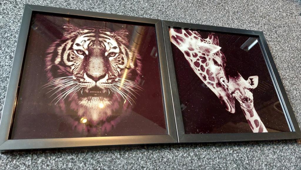 Dieren schilderijen inclusief lijsten 28x28cm, Minder dan 50 cm, Ophalen of Verzenden, Zo goed als nieuw, Schilderij