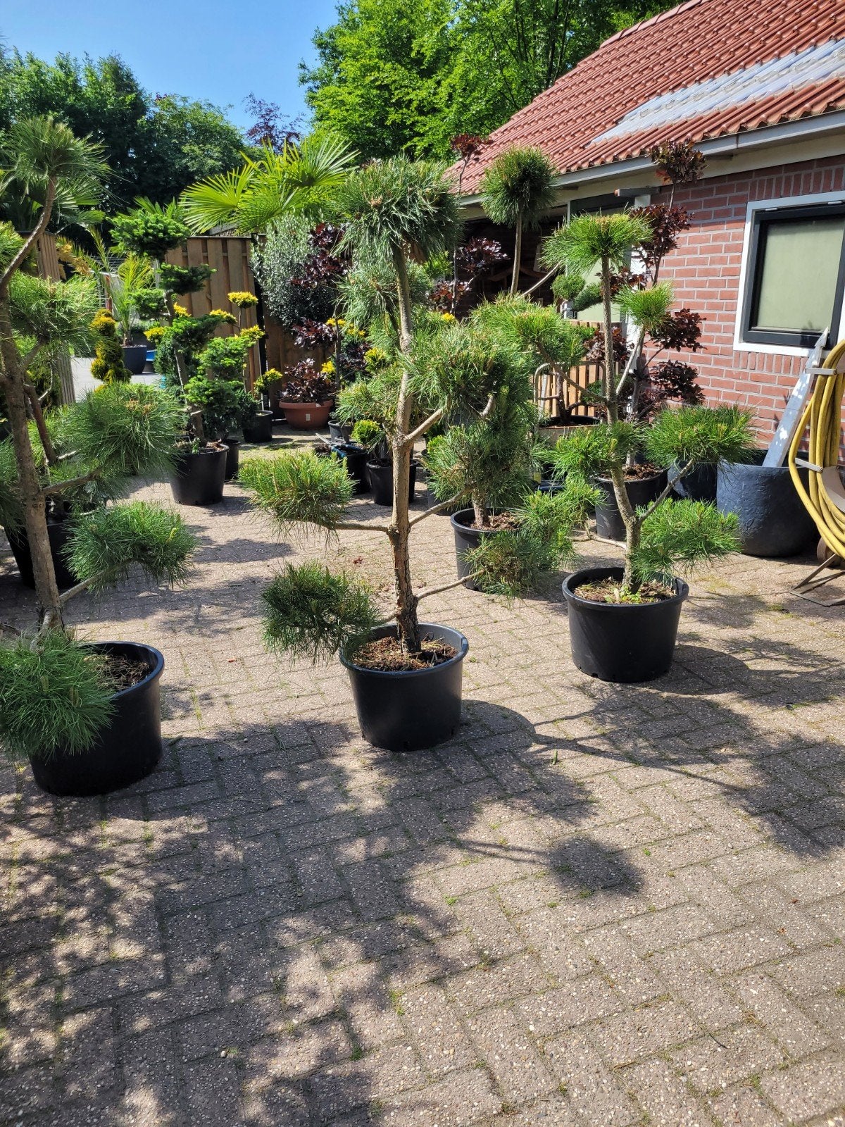 Nieuwe Pinus Nigra en Sylvestris Pon Pon - Diverse Maten, Ophalen, Overige soorten, Volle zon