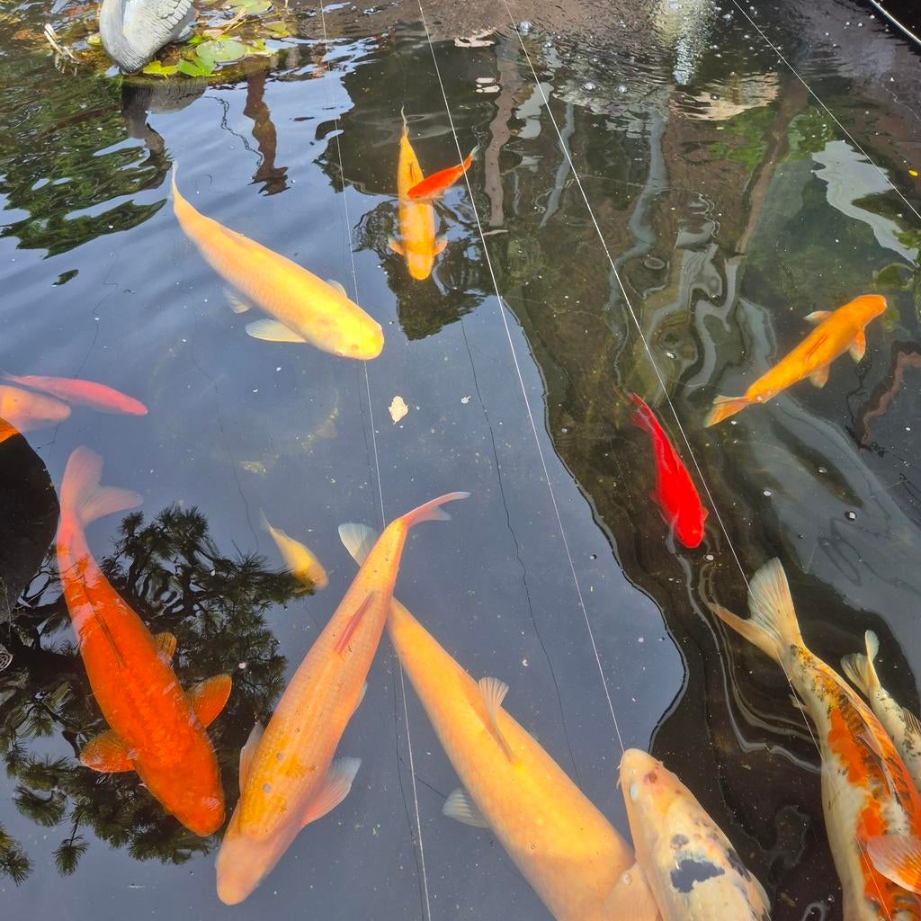 Goudwinde 40cm, Dieren en Toebehoren, Vissen | Vijvervissen, Karper of Koi