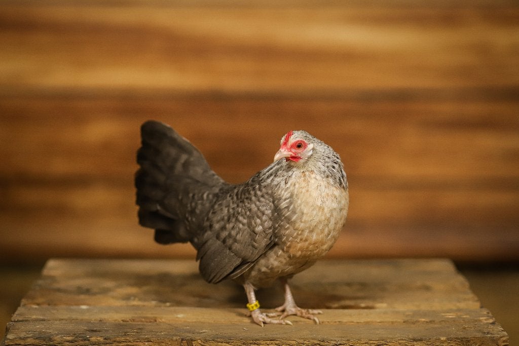 Hollandse krielkippen | Parmantige kippen | Kleine dieren
