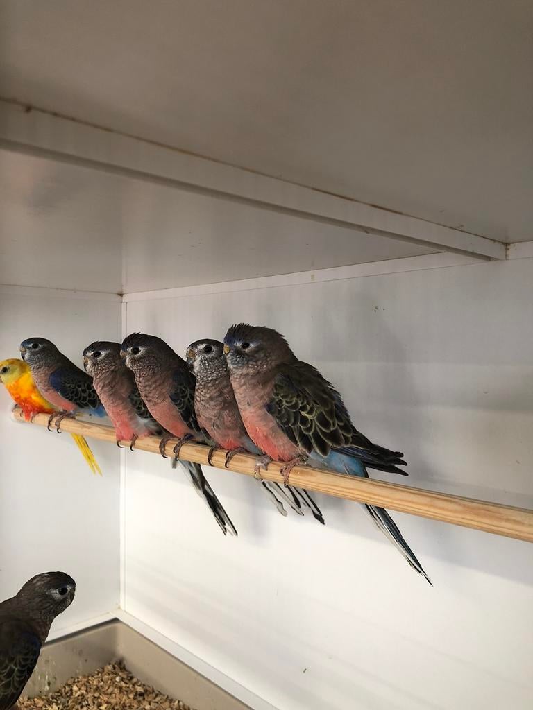 Div Bourkeparkieten, Dieren en Toebehoren, Meerdere dieren, Parkiet