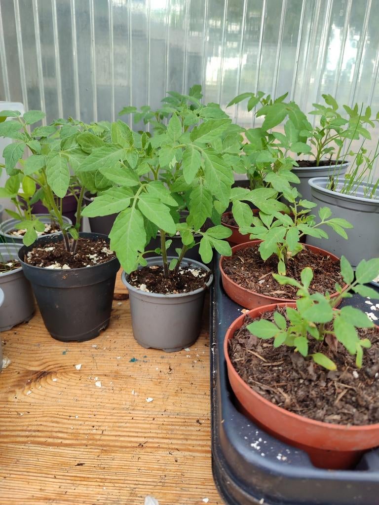 Tomatenplantjes voor Moestuin - Diverse Soorten, Ophalen, Volle zon, Groenteplanten, Eenjarig