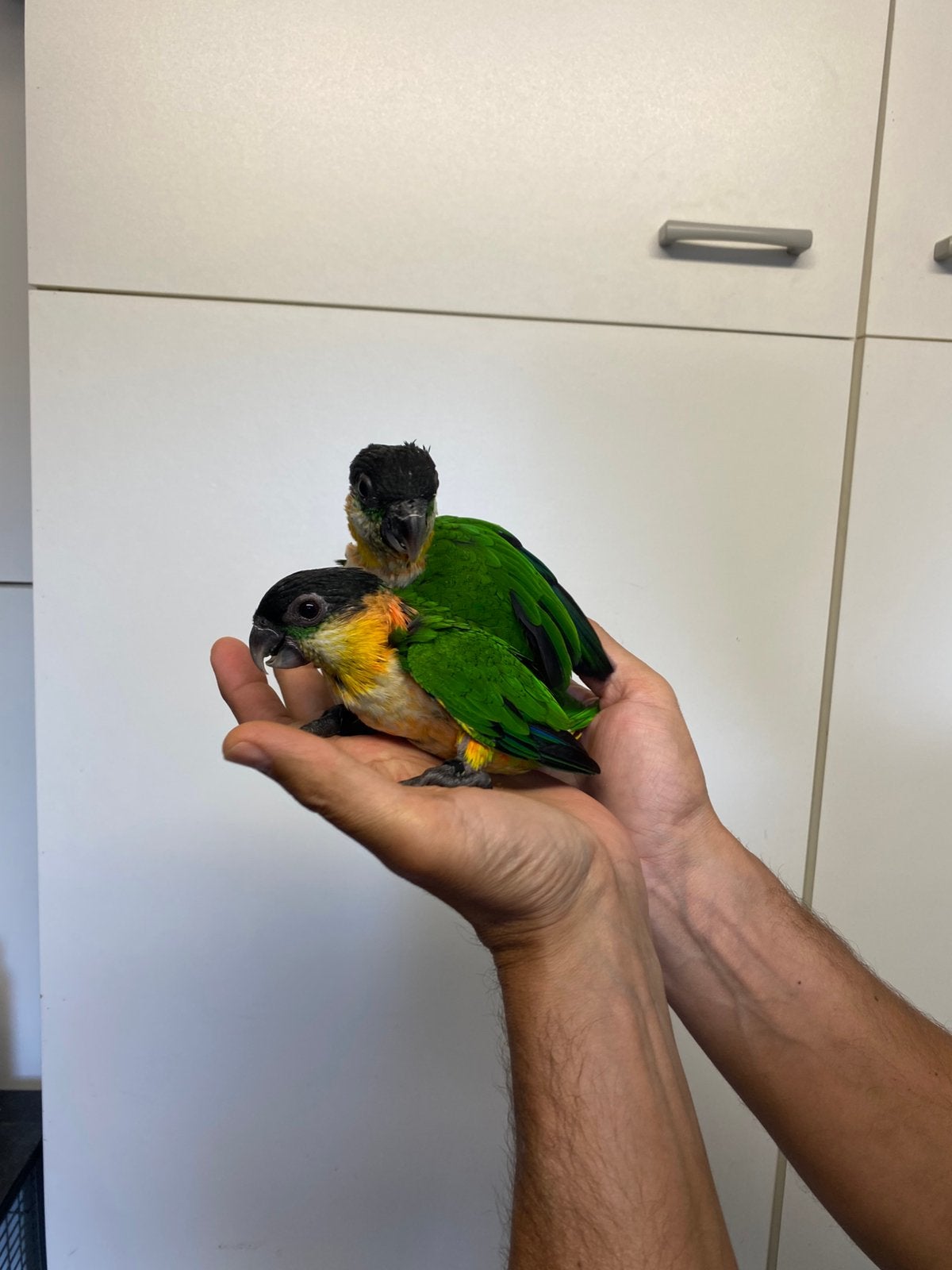 Tamme jonge zwartkop caiques te koop, Meerdere dieren, Papegaai, Geringd