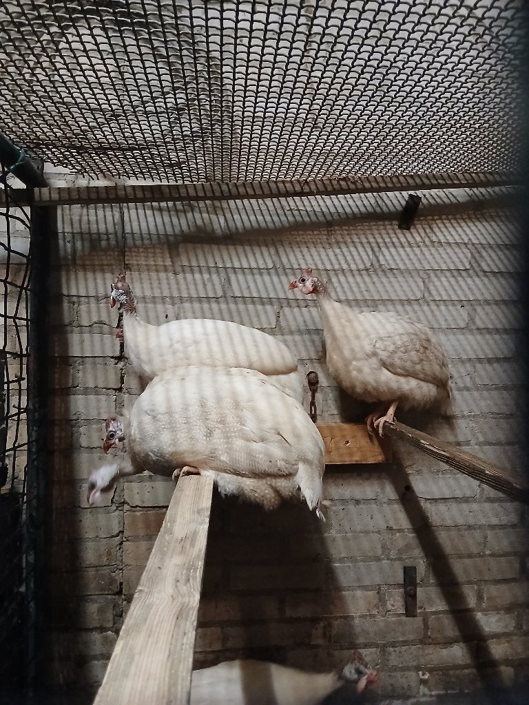 Witte Parelhoender Haan, Dieren en Toebehoren, Pluimvee, Mannelijk, Overige soorten