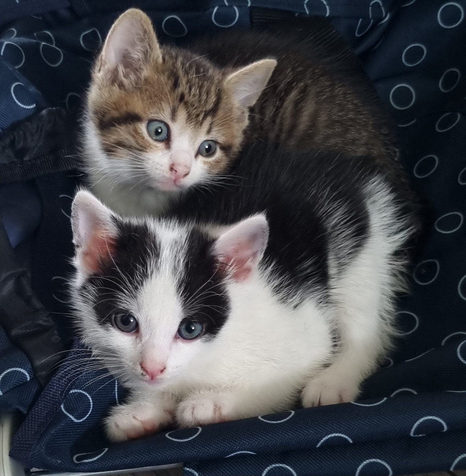 Kitten, Dieren en Toebehoren, Meerdere dieren, Kortharig, 0 tot 2 jaar