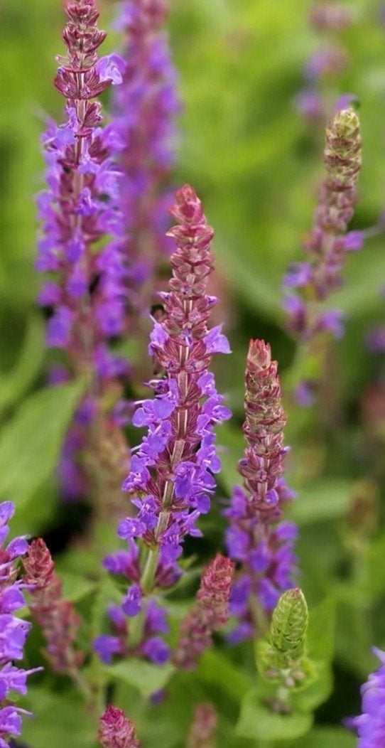 Salvia nemorosa 'Ostfriesland' - P9 pot, Overige soorten, Volle zon, Vaste plant, Ophalen of Verzenden