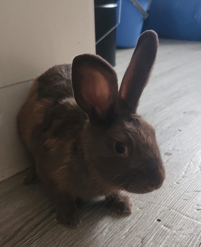 Bruin konijn  redelijk groot!, Dieren en Toebehoren, Konijnen, Geslacht onbekend, Middelgroot, 0 tot 2 jaar