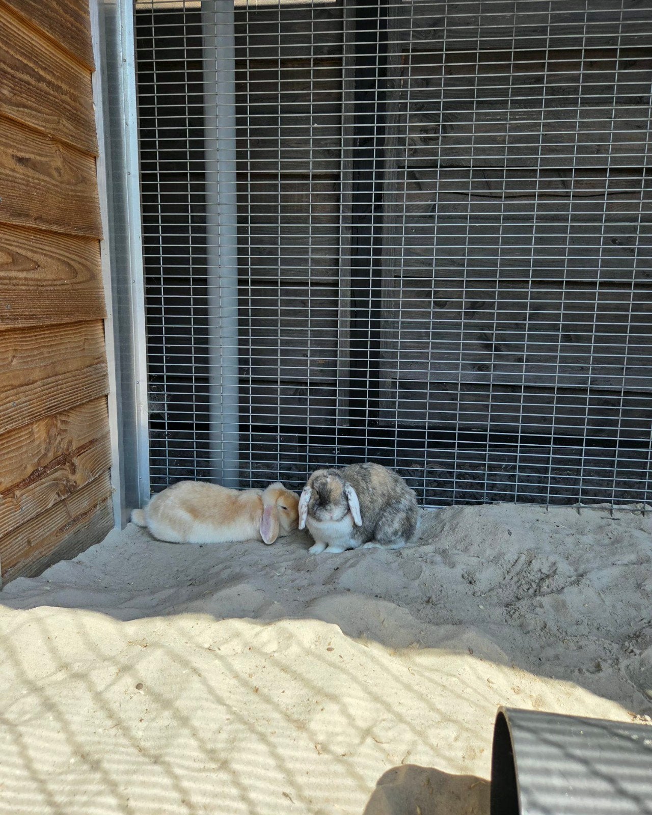 2 super lieve en leuke konijntjes zoeken liefdevol huisje, Dieren en Toebehoren, Konijnen, Meerdere dieren, Dwerg, Hangoor
