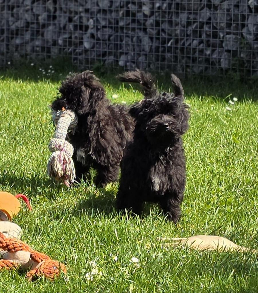 💙🩷 mooie kleine doodl pups mogen verhuizen 💙🩷, Dieren en Toebehoren, Parvo, Overige rassen, 8 tot 15 weken, Meerdere