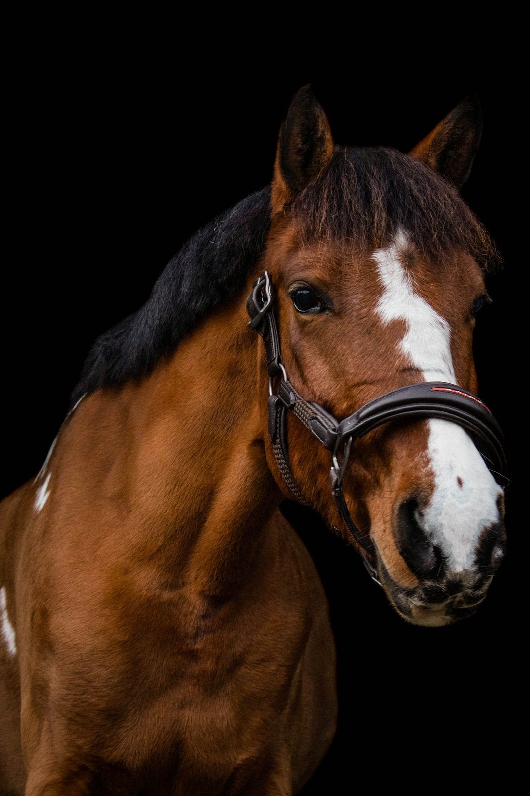 D pony te koop, Dieren en Toebehoren, L, 7 tot 10 jaar, D pony (1.37m tot 1.48m), Merrie