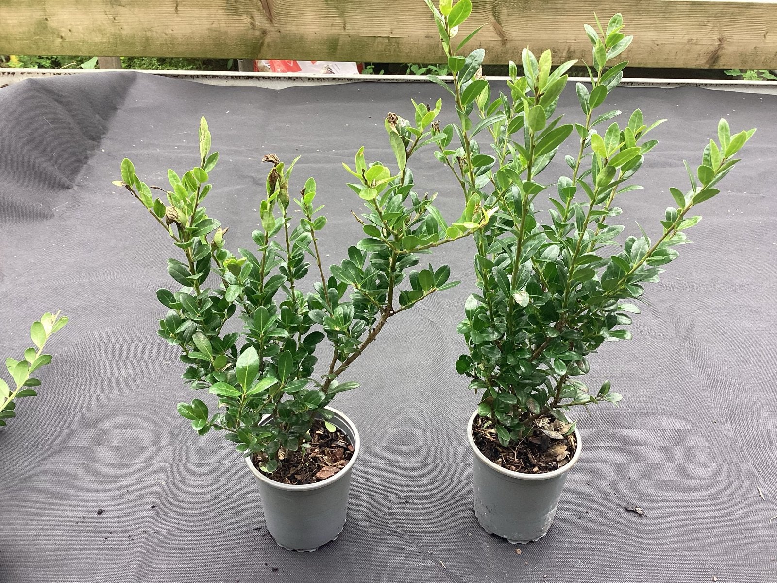Ilex crenata of japanse hust Ideaal voor hagen en vormsnoei, Ophalen, Haag