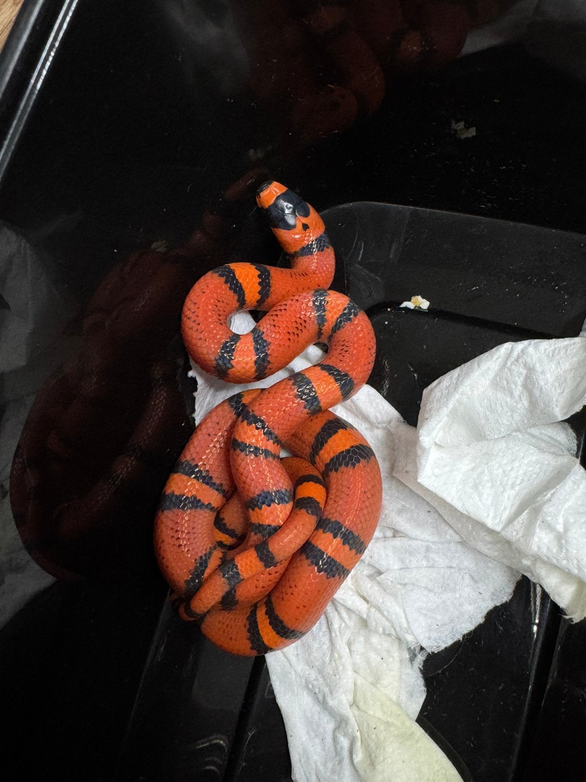 lampropeltis hondurensis melkslang Milk Snake - unknown for sale from Tygo