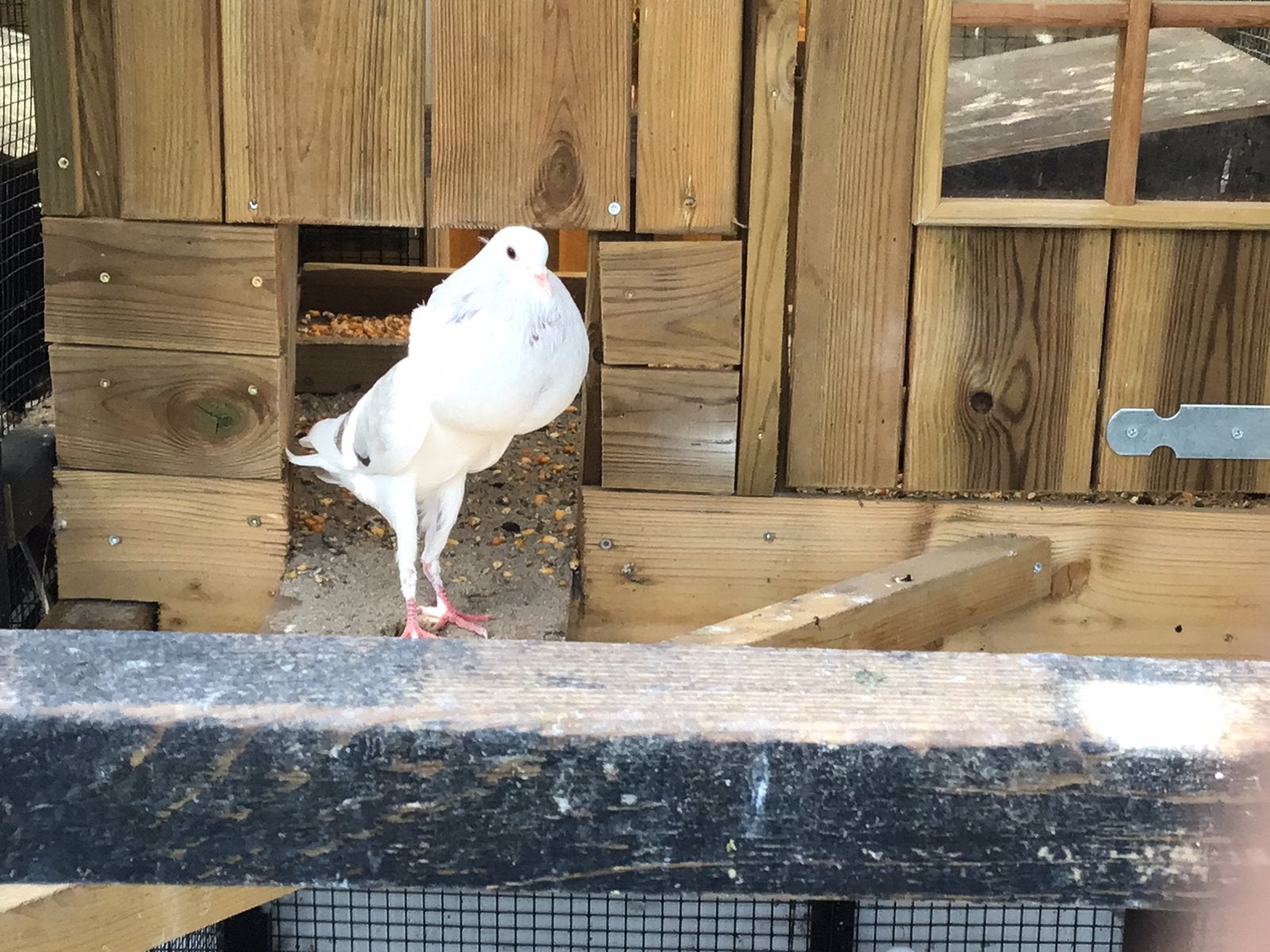 Burgse kroppers. Met 1 jonge.  Samen 10 euro, Meerdere dieren, Postduif