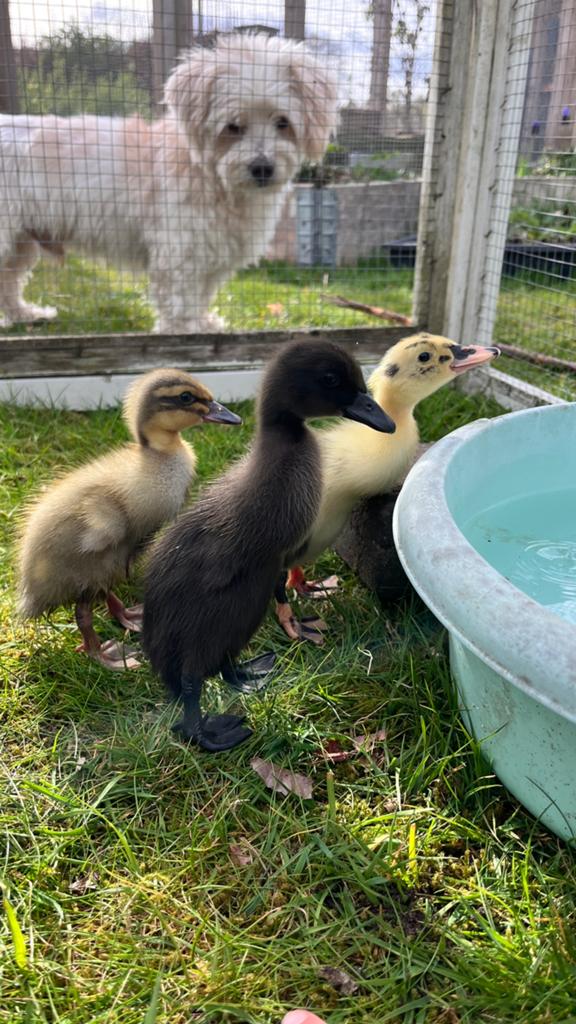 Gezocht/ruil: 2 jonge indische loopeenden vrouw, Meerdere dieren, Eend