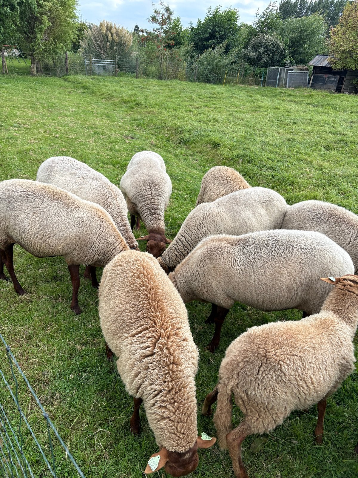 Te koop 18 Solognote schapen, Meerdere dieren, Schaap