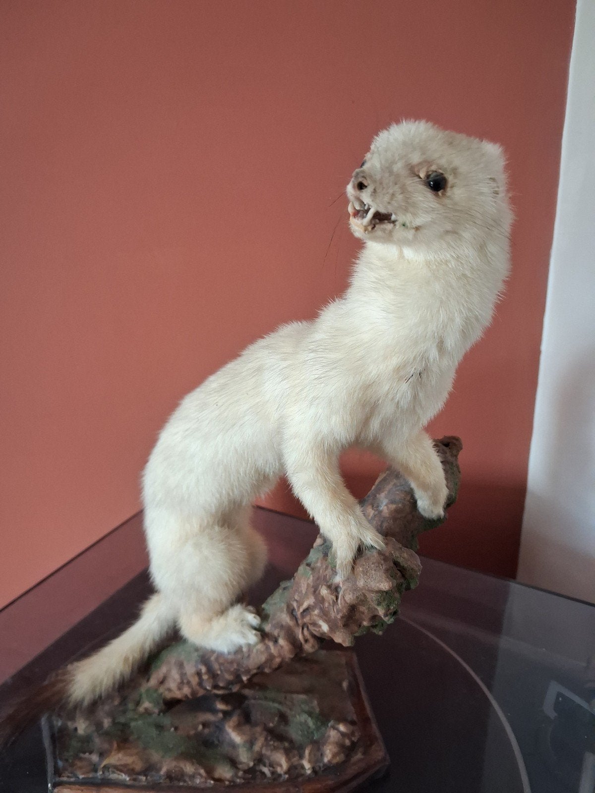 Opgezette hermelijn - Vintage taxidermie, Verzamelen, Dierenverzamelingen, Ophalen of Verzenden