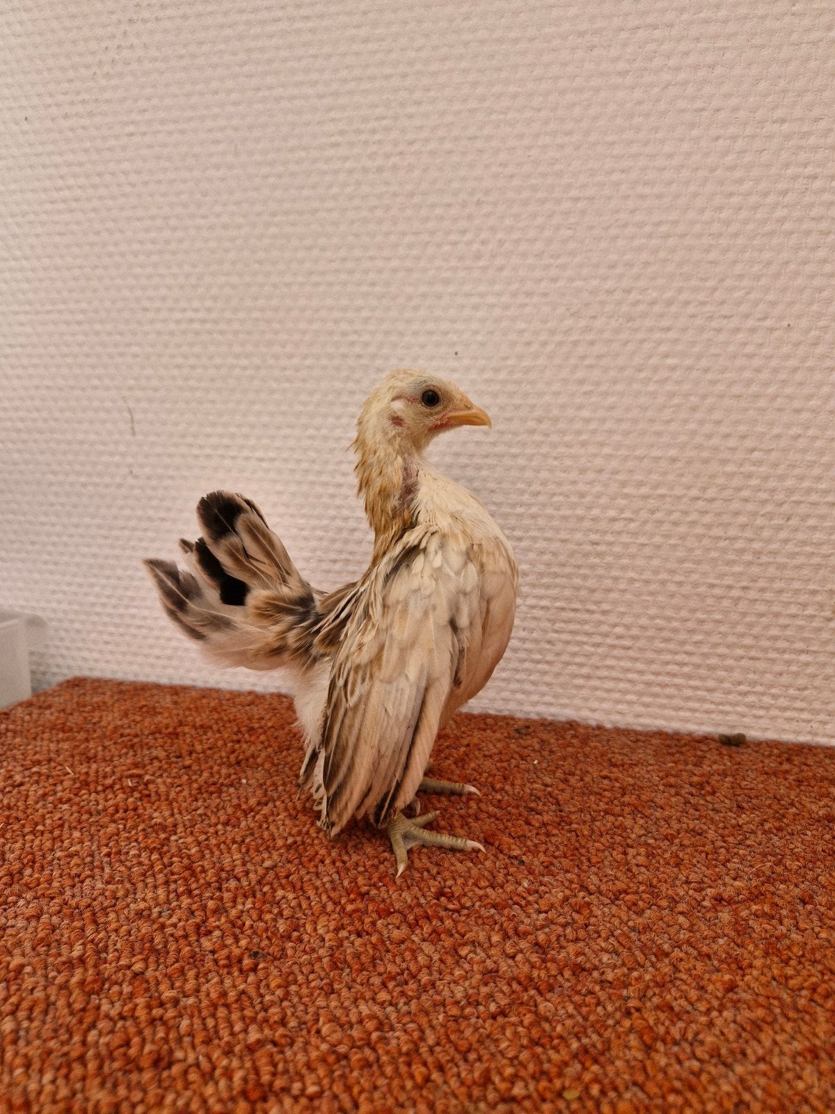 Diverse serama hennen, Dieren en Toebehoren, Pluimvee, Vrouwelijk, Kip