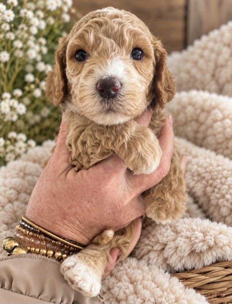 Prachtige Australian 100% labradoodle pups !, Nederland, CDV (hondenziekte), 8 tot 15 weken, Meerdere