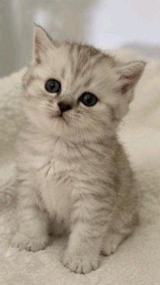 Britse kitten Golden Shaded, Dieren en Toebehoren, Katten en Kittens | Raskatten | Langhaar, Meerdere dieren, Ontwormd