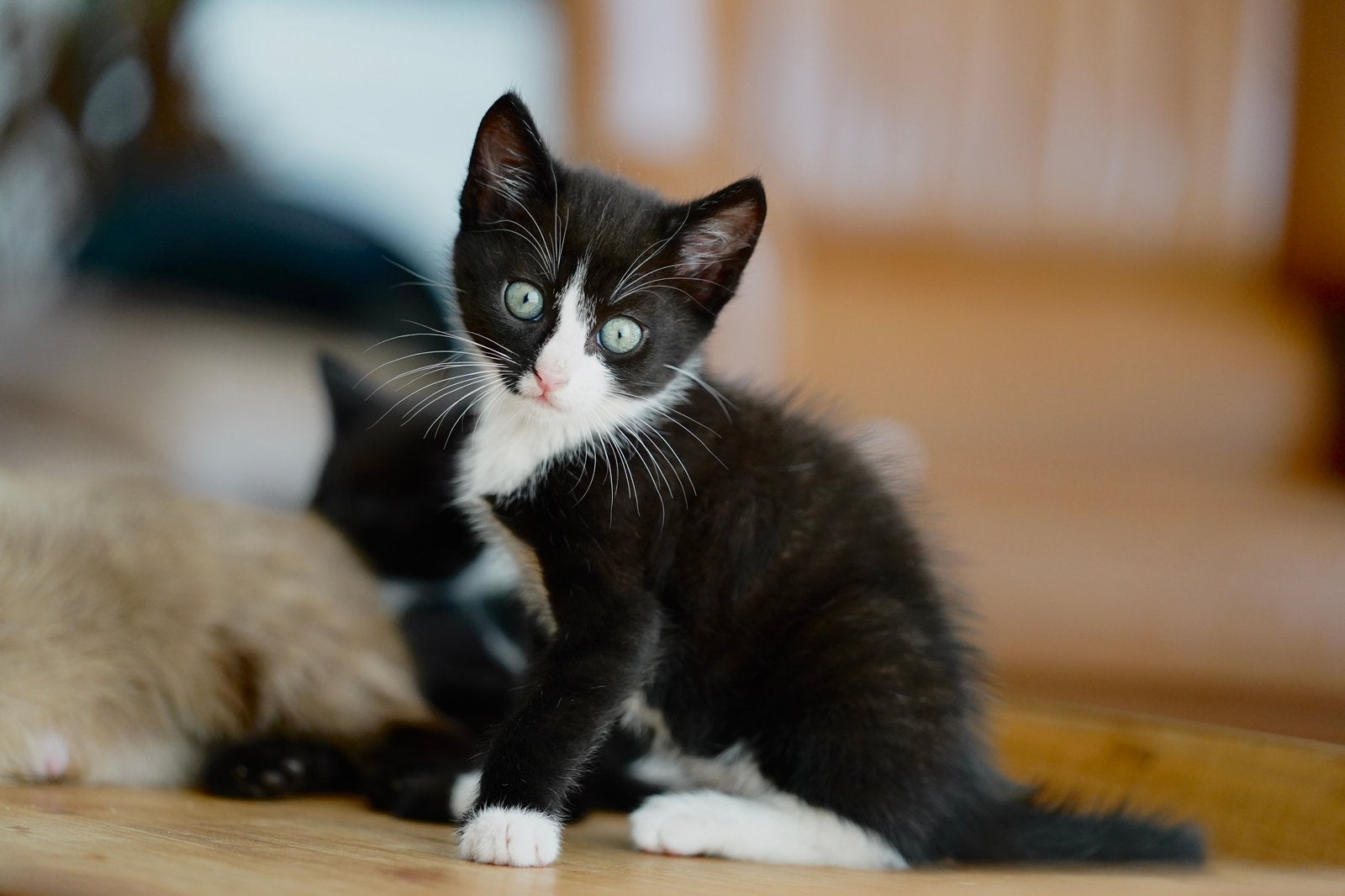 Prachtige kittens, Meerdere dieren