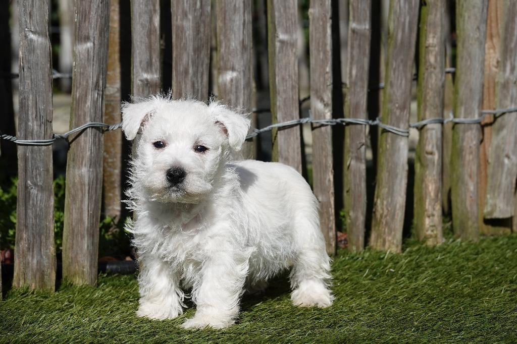 West highland white terriër (westie) pups met stamboom, Parvo, België, Overige rassen, 8 tot 15 weken