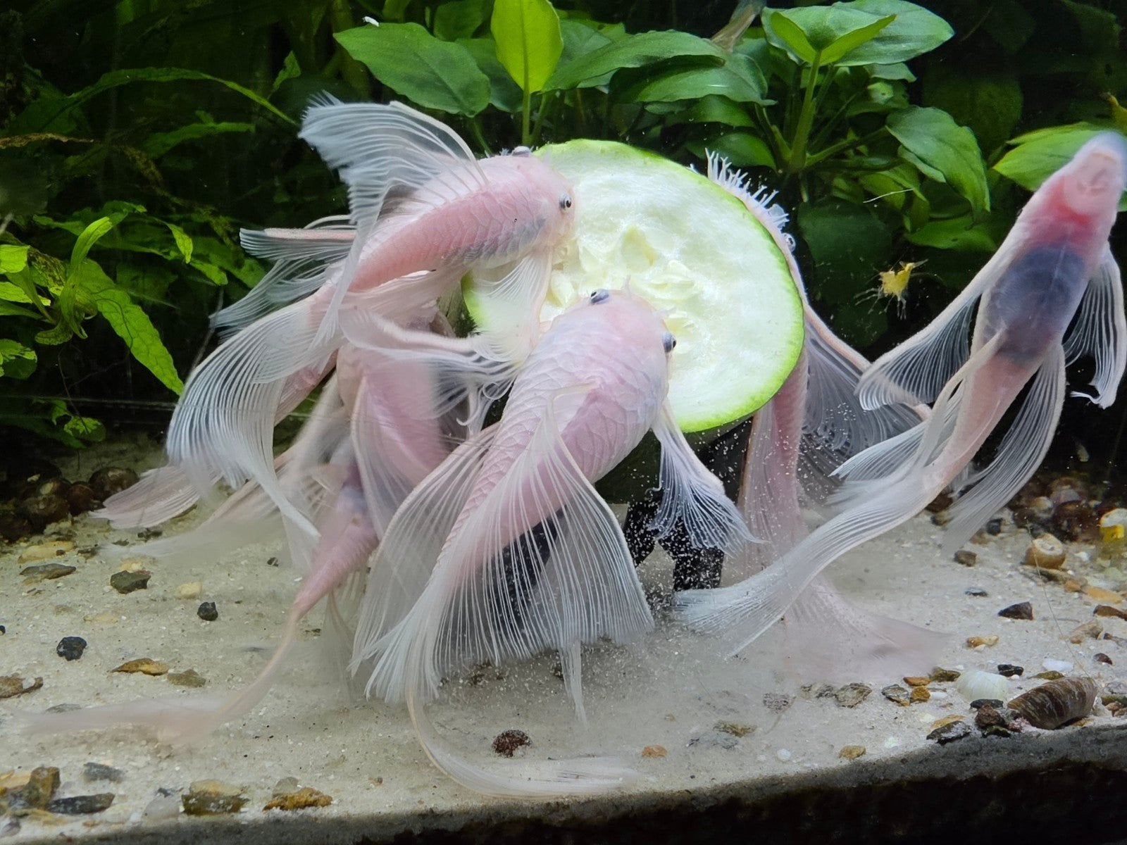 prachtige ancistrus snow White longfin koppel, Vis, Zoetwatervis, Schoolvis