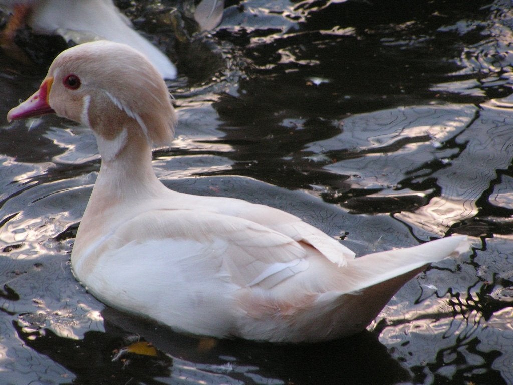 Witte carolina woerd - jong, Mannelijk, Eend