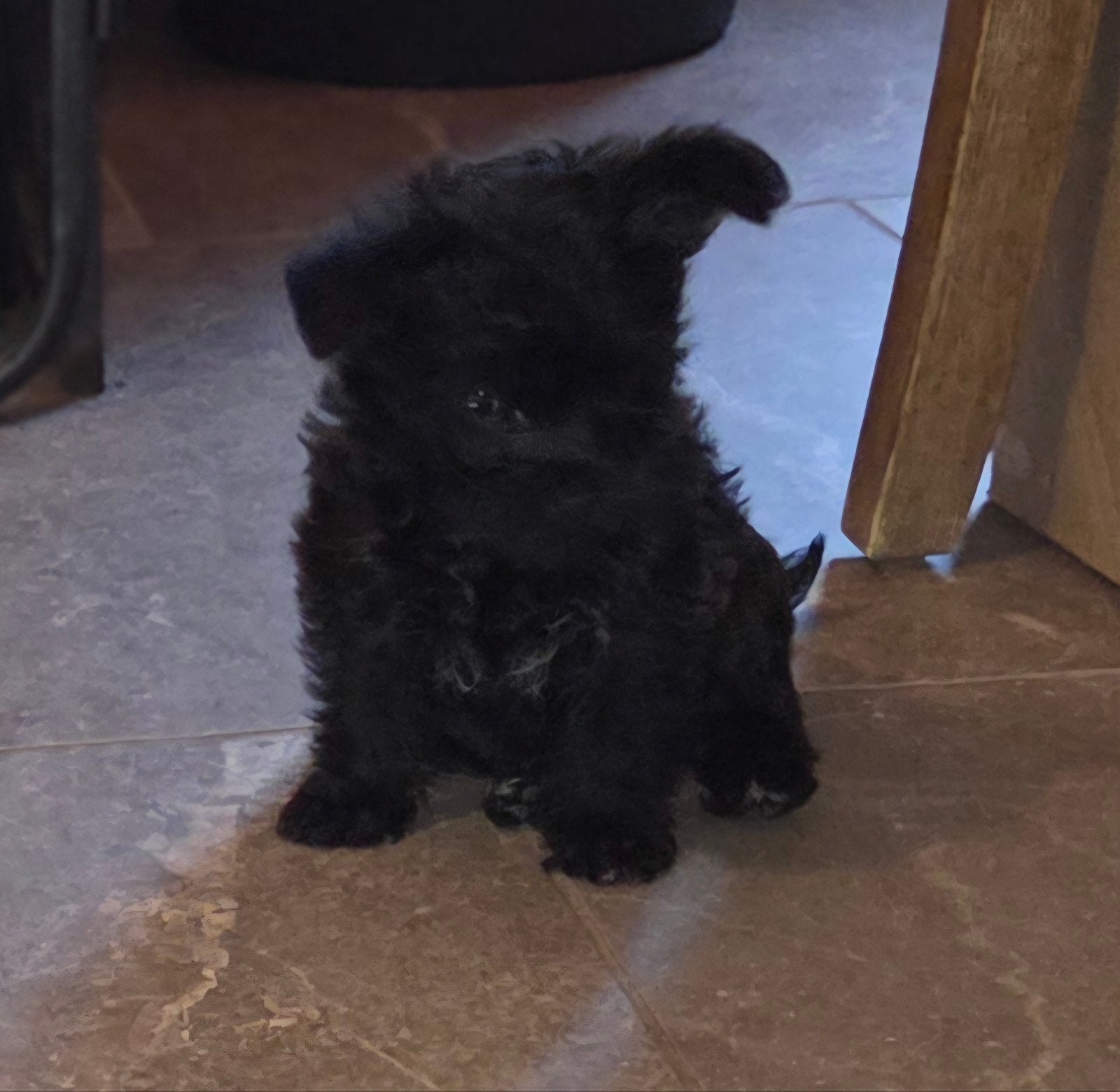 ...PRACHTIGE MALTIPOO PUPS TE KOOP..., Parvo, Overige rassen, 8 tot 15 weken, Meerdere