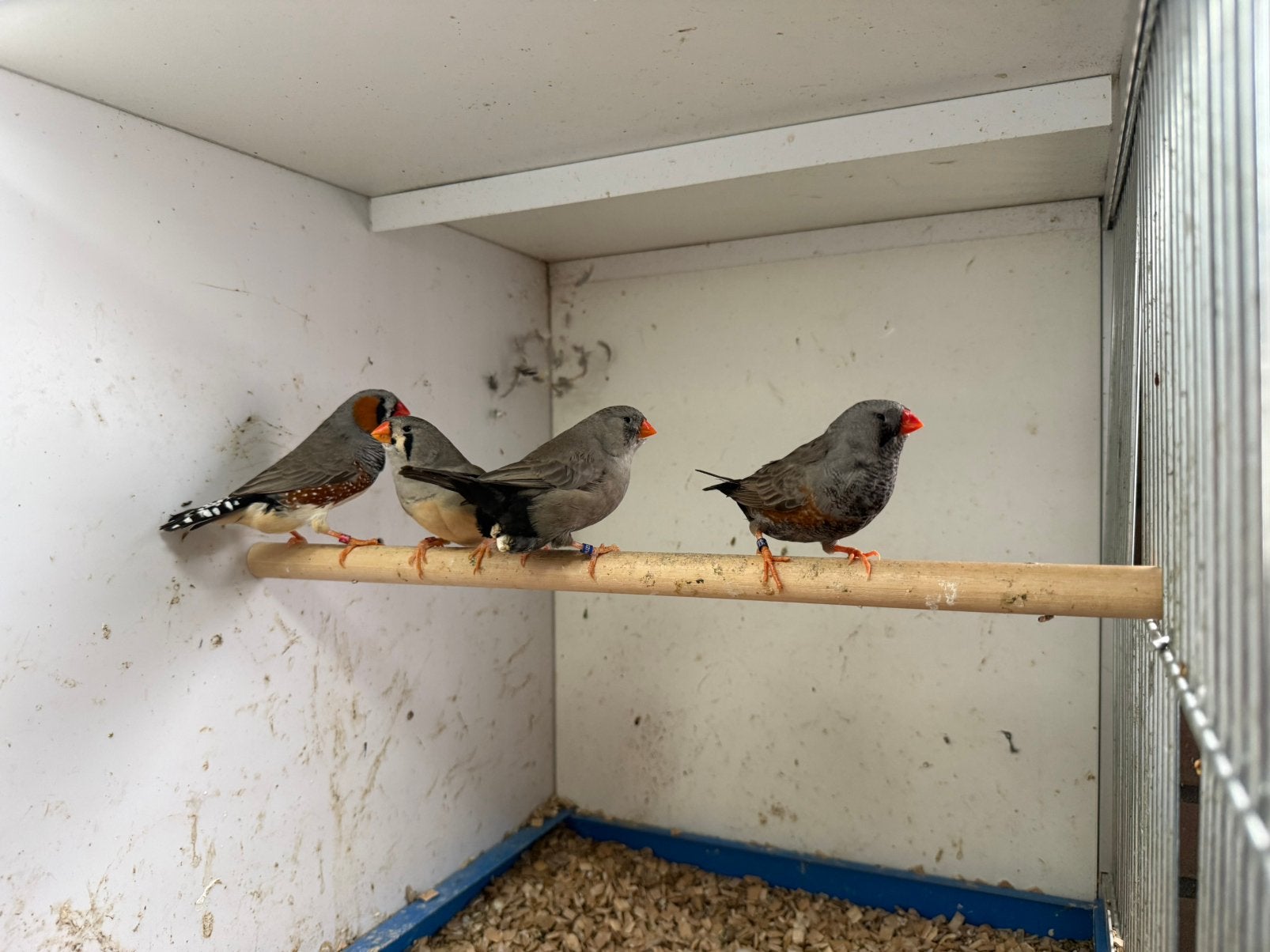 Charcoal zebravinken, Meerdere dieren