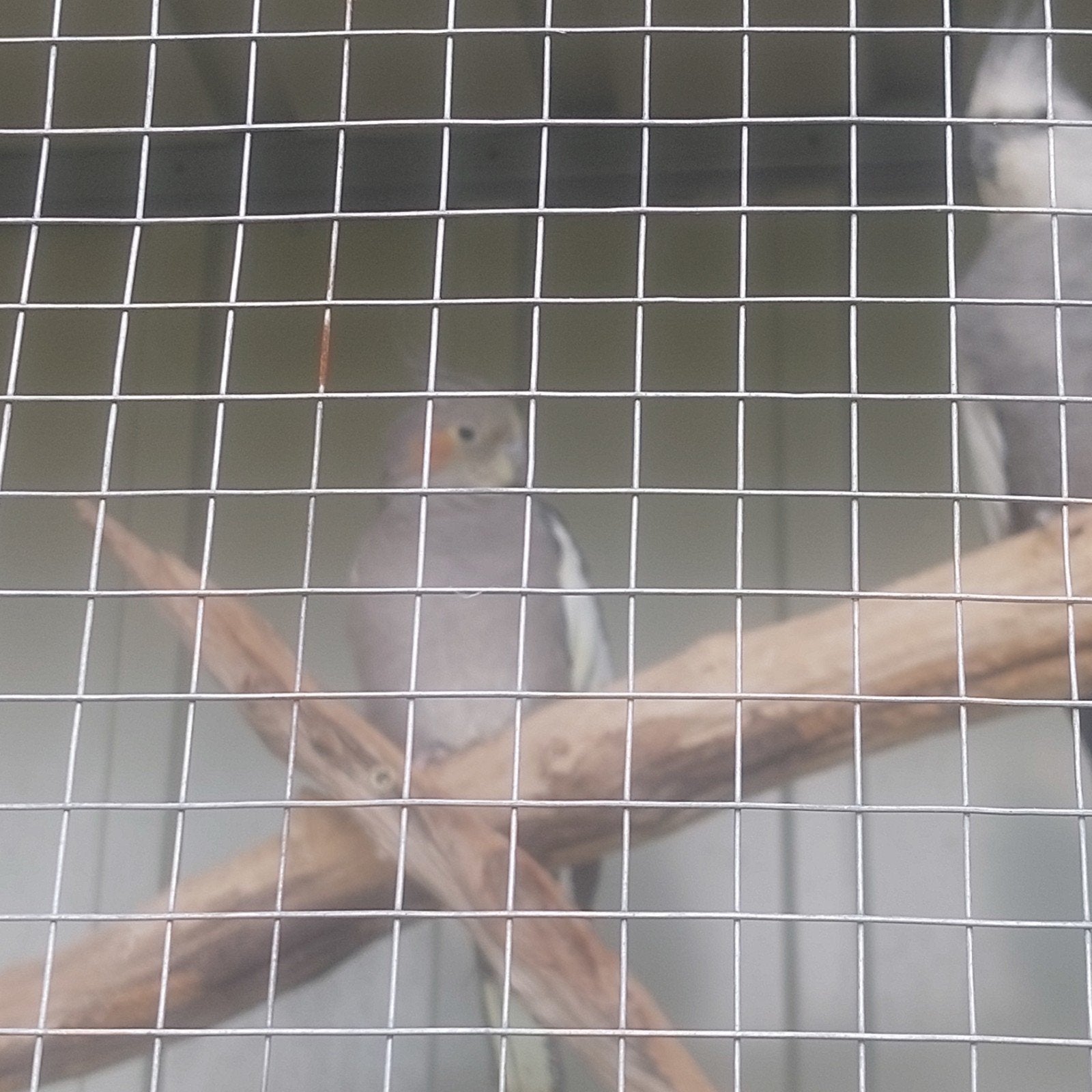 valkparkieten, Dieren en Toebehoren, Meerdere dieren, Parkiet