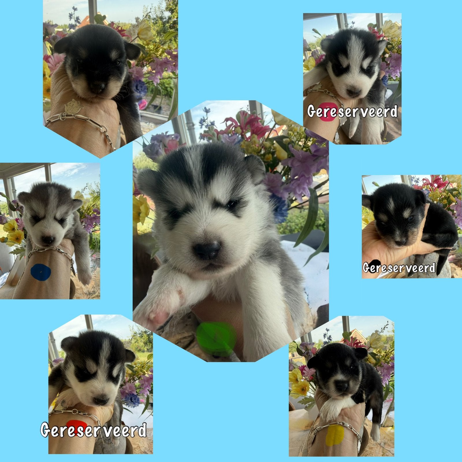 Pomksy pups, Poolhond, Meerdere, Meerdere dieren, Nederland
