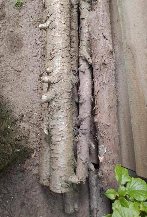 STOOKHOUT,  DRAAIBANK: stammen stronken TEAB, Tuin en Terras, Haardhout, Minder dan 3 m³, Ophalen, Overige houtsoorten, Stammen
