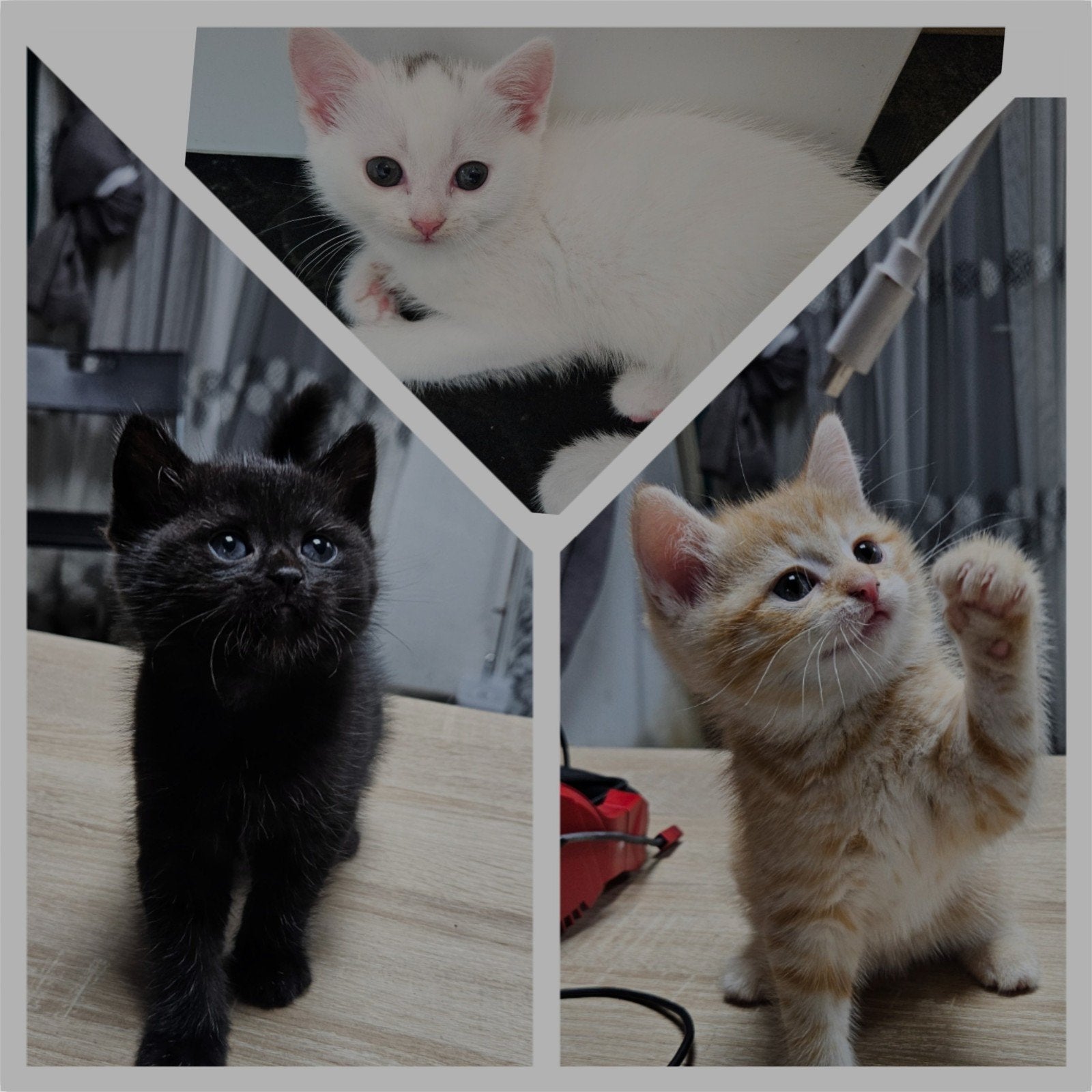 kittens, Dieren en Toebehoren, Meerdere dieren