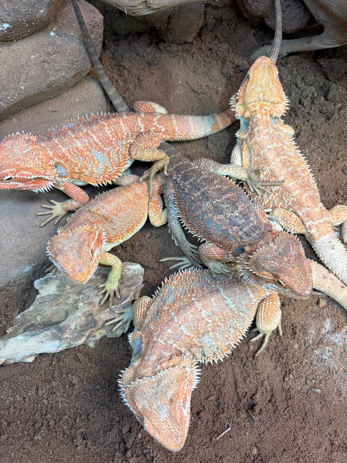 Baardagamen - Pogona Vitticeps Bearded Dragon - unknown for sale from Dierenspeciaalzaak Reerink