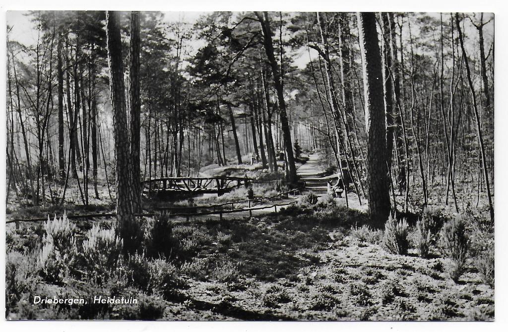 Drieberge Heidetuin    Ansichtkaart uit 1964   ( B8182), Ophalen of Verzenden, 1960 tot 1980, Gelopen