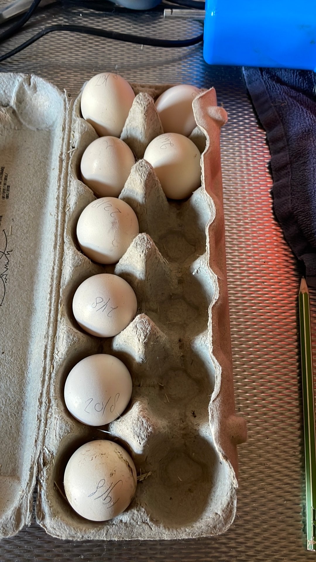 Broedeieren zijdehoen groot gebaard(usa), Dieren en Toebehoren, Pluimvee, Geslacht onbekend, Kip