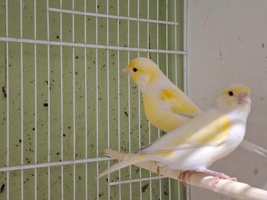 Koppel geel mozaiek, Dieren en Toebehoren, Vogels | Kanaries, Meerdere dieren, Kleurkanarie
