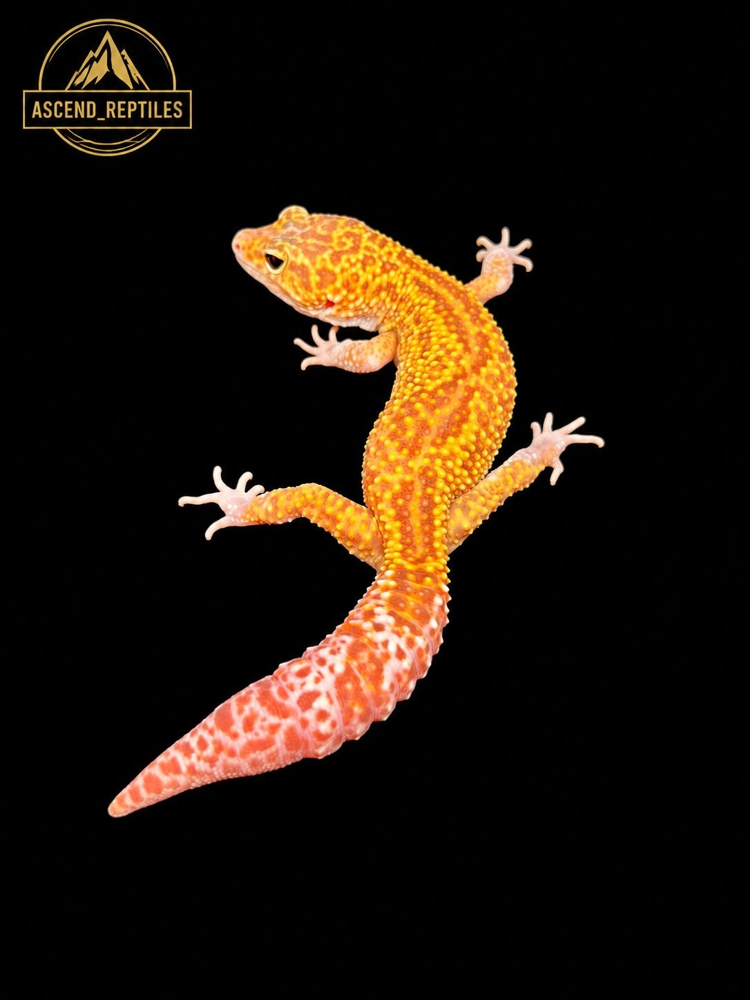 Prachtige Tremper Albino Luipaardgekko man uit 2025 Leopard Gecko photo 2