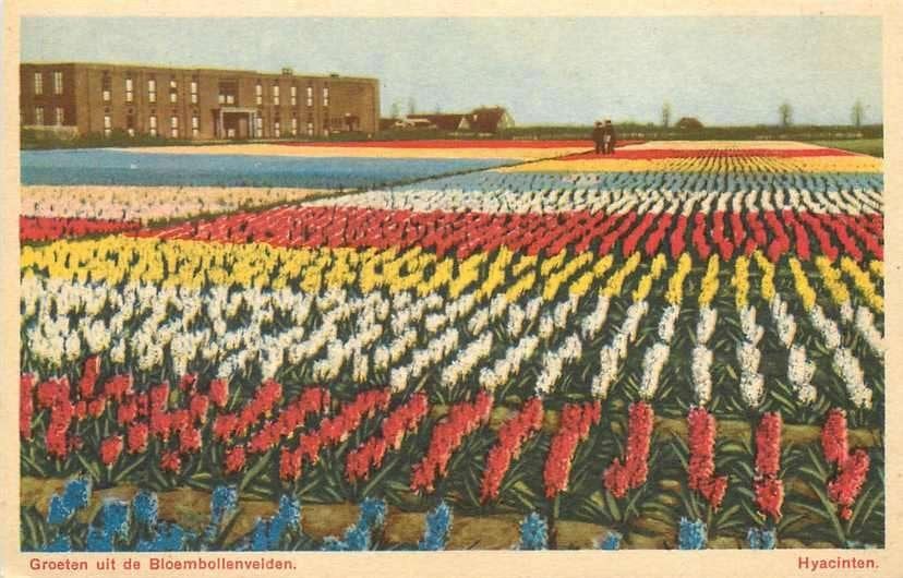 377-556-013 Bloembollenvelden, Verzenden, Voor 1920