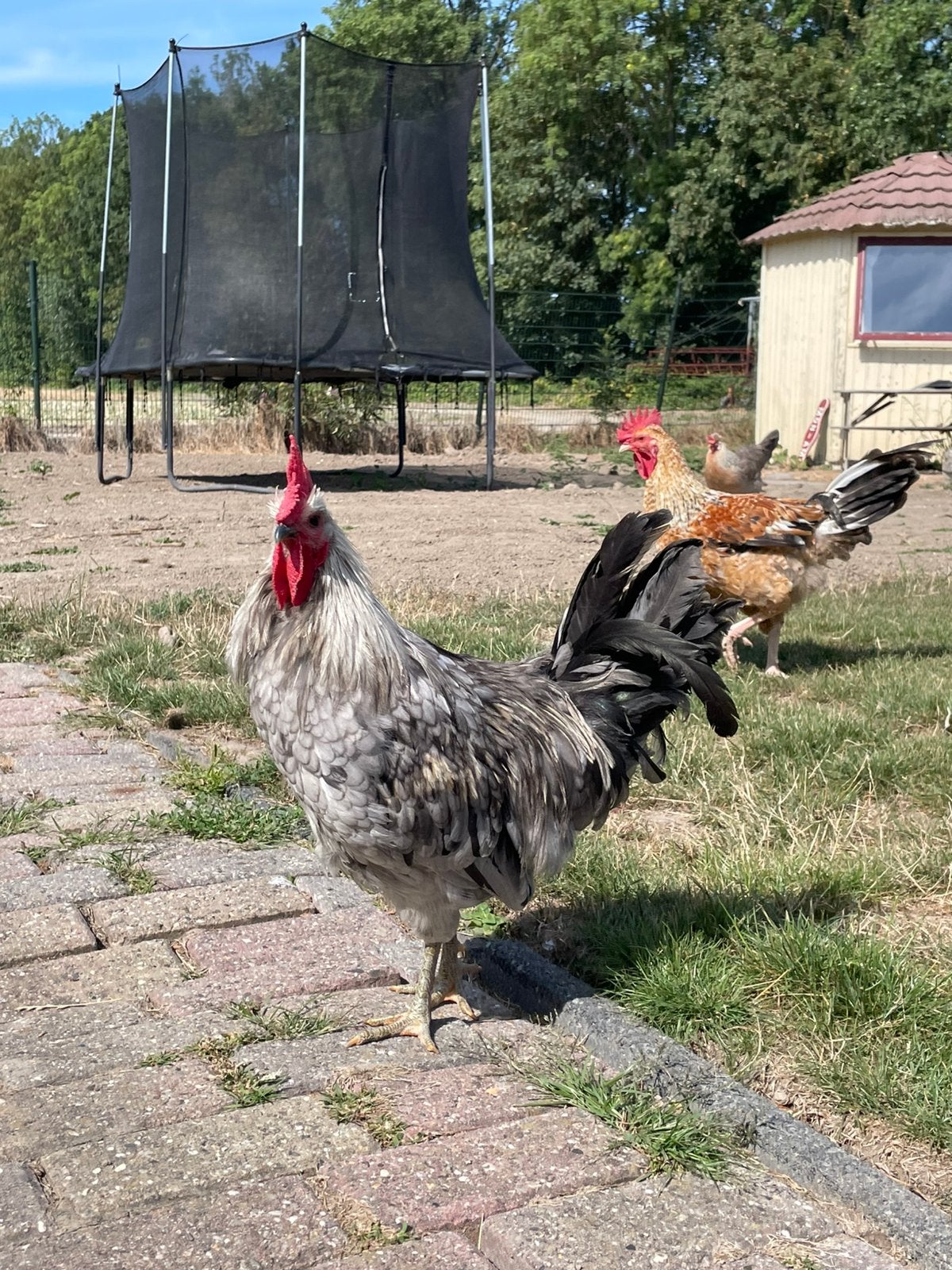 Lieve jonge haan, Dieren en Toebehoren, Mannelijk, Kip