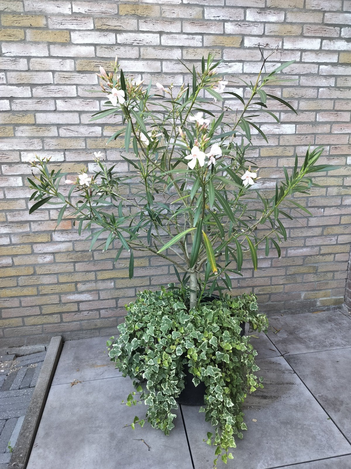 Witte/rose Oleander in pot - Mediterrane sfeer, Tuin en Terras, Ophalen, Overige soorten, Volle zon
