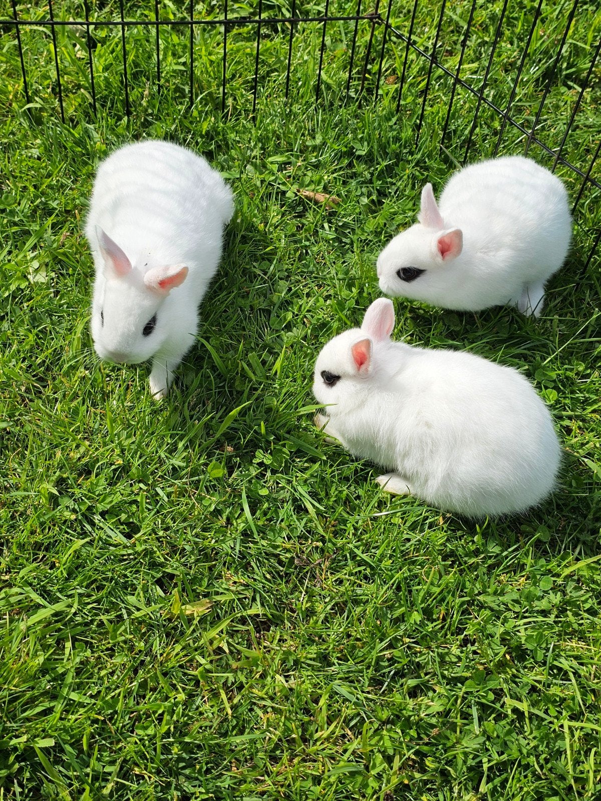 kleurdwerg hottot konijntjes te koop., Dieren en Toebehoren