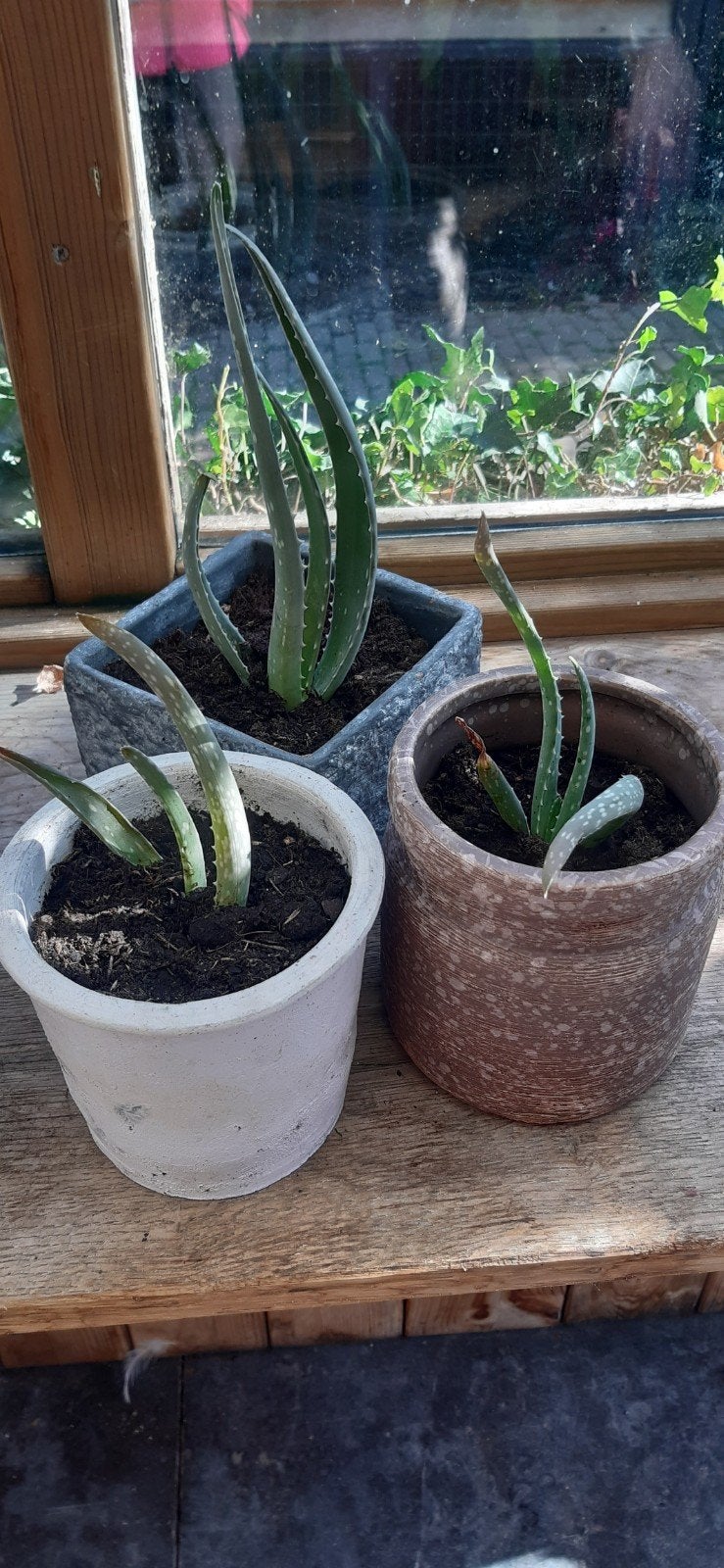 aloë vera, Ophalen, Halfschaduw, Minder dan 100 cm